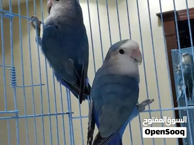 8 جواز روز شغالات