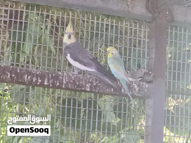 كوكتيل عدد 6 مال محميه كلهن بزارات سعر 150 الف