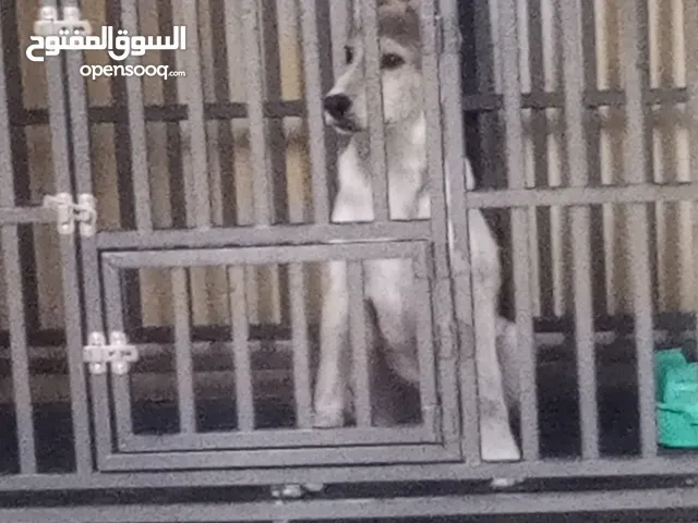كلب بلدي للبيع عمر 5 أشهر تقريبا