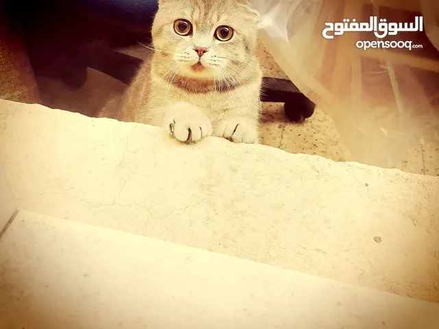 Scottch fold male cat with wonderful brown eyes and vaccinated and he has passport