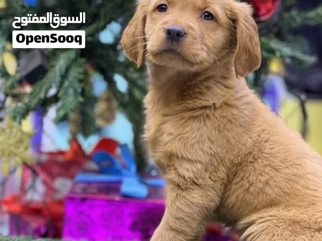 جراء جولدن ريتريفر مواصفات عاليه اهالي وارد بريطانيا اغمق لون red brawn مواصفات ولا بالخيال