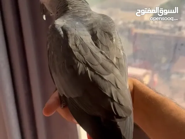 فرخ كاسيكو للبيع for sale chick parrot