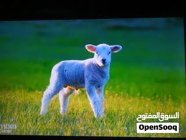 شاشة تلفزيون وانسا 55 بوصة