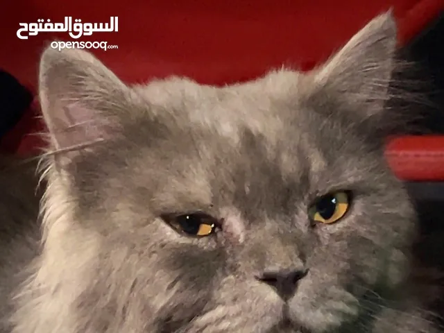 قط شيرازي ذكر رصاصي