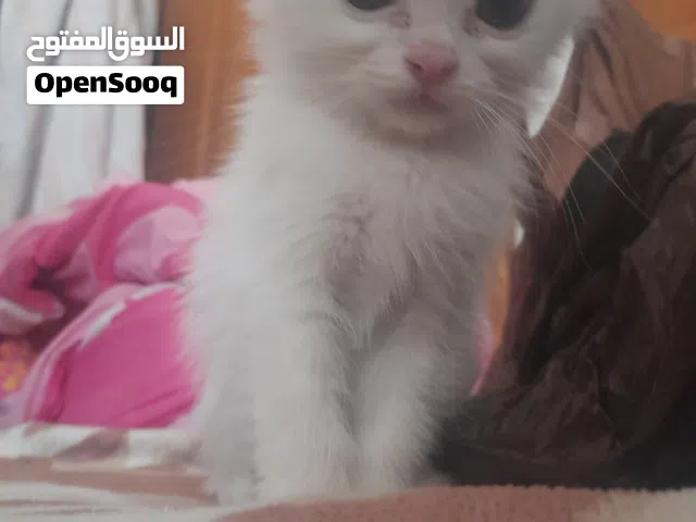 قطط مكس الام شيرازي الاب سكوتش فولد للبيع الواحد 25 دينار
