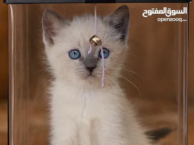 هملايا بلو بوينت