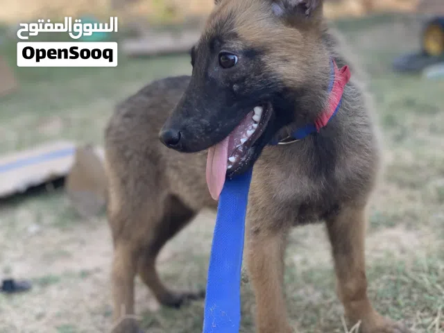 انتايا مالينوا