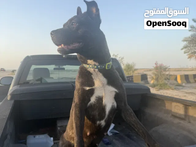 للبيع كلب ماستيف