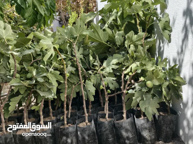 شتلات أشجار ترقيد هوائية تين وصفرجل وعنب