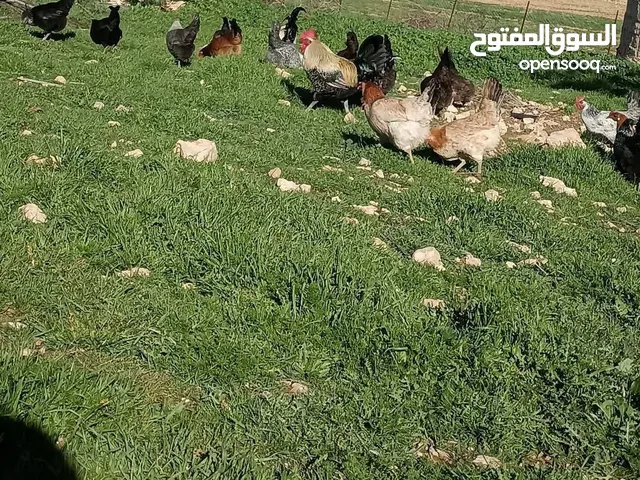 صيصان بلدي