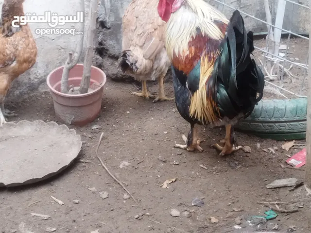 دجاج للبيع اقره الوصف