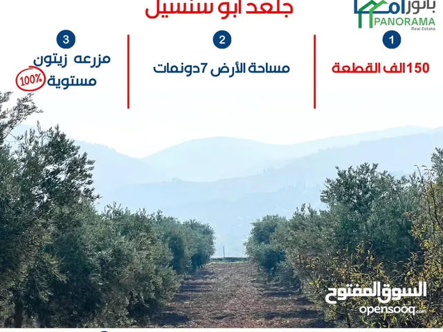 مزرعة زيتون جلعد