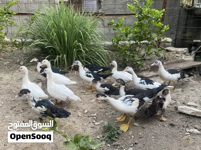 بط مصري منتج