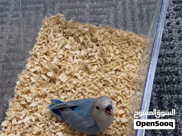 روز عس للبيع
