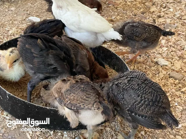 كتكوت عربي سعر حرق بالنار 36كتكوت عمرهم شهر ونص