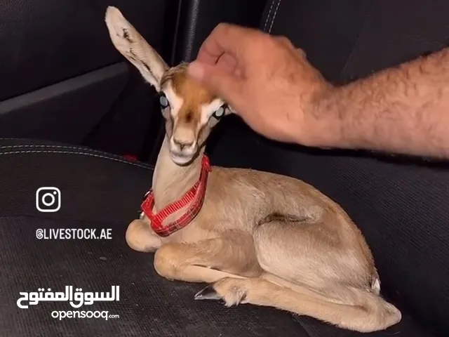 انثي غزال الدماني متعوده علي المرضعه