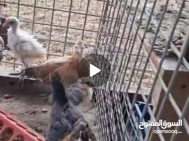 السلام عليكم