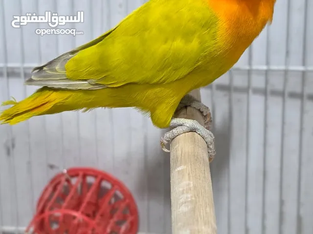 السلام عليكم ورحمة الله وبركاته متاح زوج مخاليف غندور فيشر دايلوت كرين اوبلاين