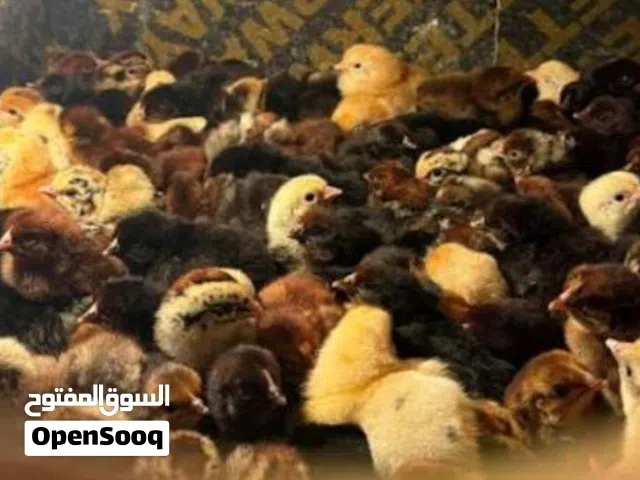 صوص بلدي نخب