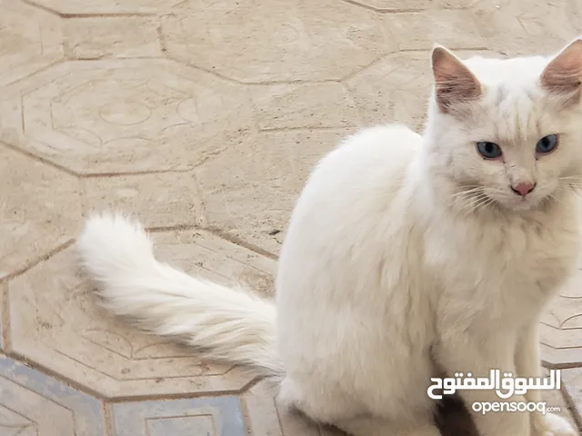 قط ذكر شيرازي للبيع