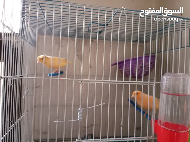 جوز اناثي كنار للبيع