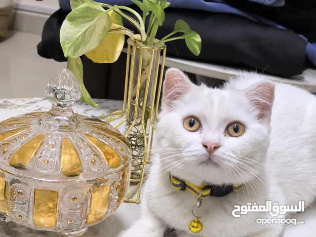 3months old scottish cat