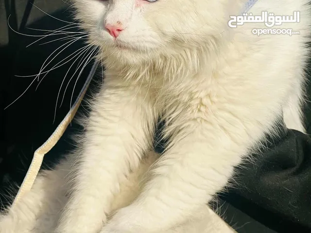 قطة شيرازي مميزه للبيع عيون زرق الخليل