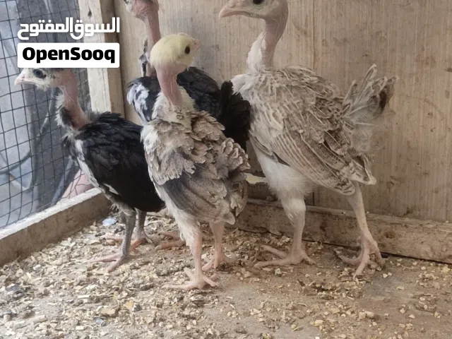 زوجين افراخ ابو ركيبه. العمر شهر. صحه فول