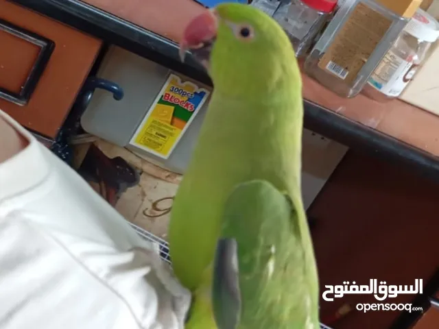 بغبغاء درة الف جدا ويحب الاطفال واللعب ويحب الغناء