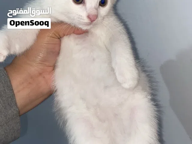ذكر انجورا مكس شنشيلا عمر شهرين  متعود عاللتر بوكس وبياكل دراي فود  بسعر 10 دنانير