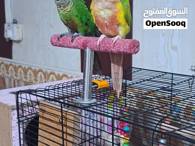 طيار في صحه جيده كنيور