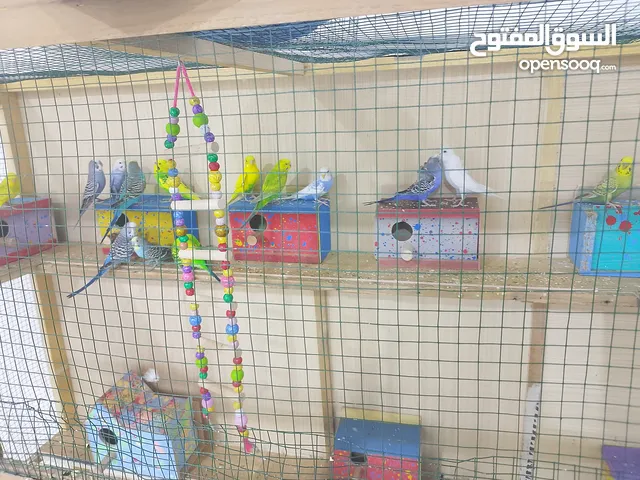 طيور الحب للبيع