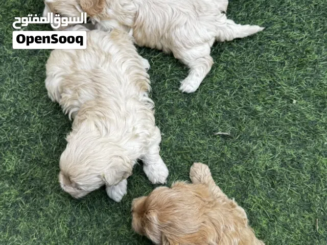 Maltepoo puppies