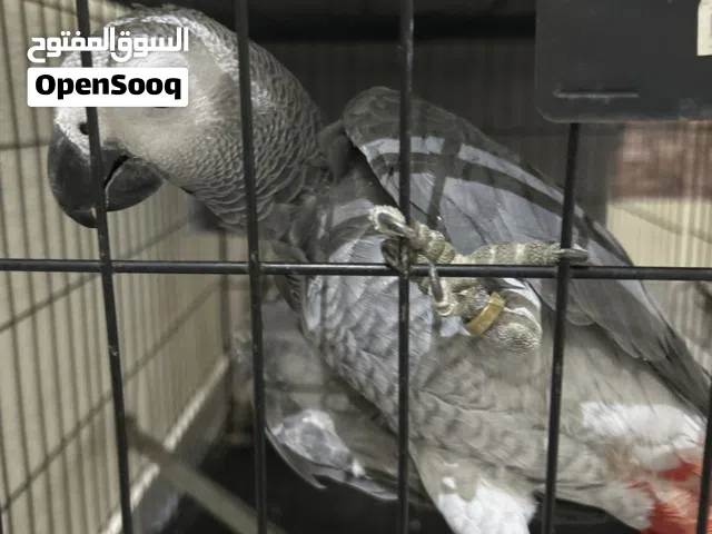 كاسكو أفريقي (مع التفاوض)
