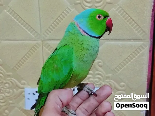 بغبغاء دره فحل