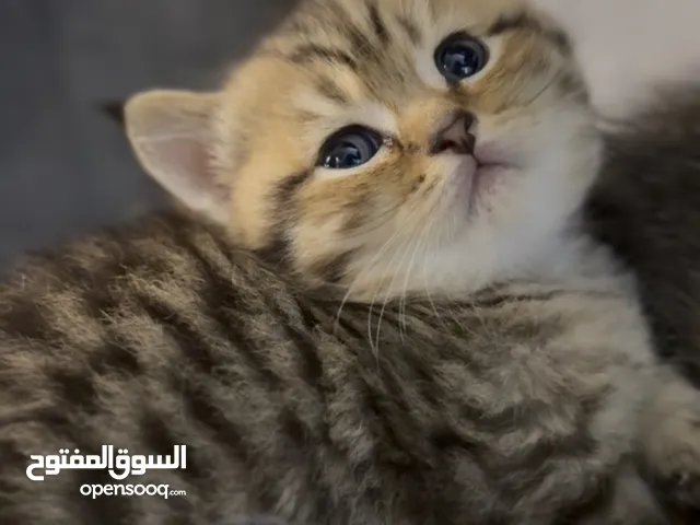 N12 tabby, male