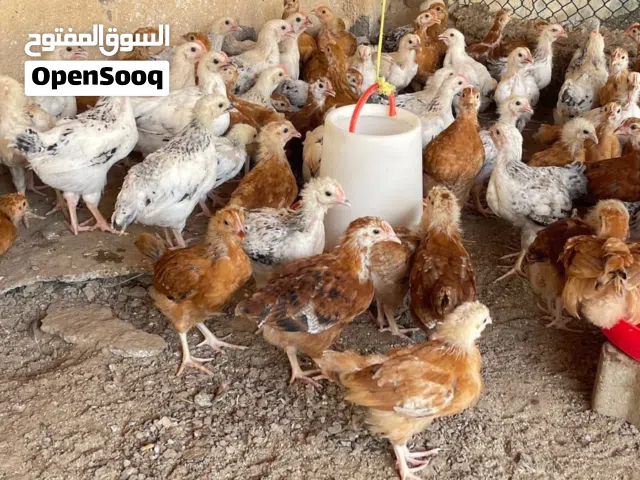 دجاج فرنسي بيور الاحمر والابيض