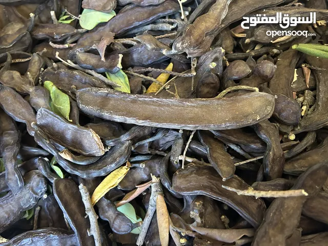 خروب نخب اول بكميات كبيرة للبيع من إربد