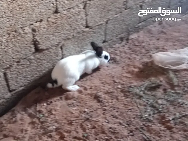 ذكر جاهز للبيع