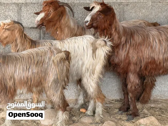 شوهات جباليات سمنتهن وسط احجام ماشاءالله ماعليهن كلام للتربيه او ذبح