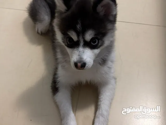 Contace me ONLY for who will love my 8 month old Pomsky..