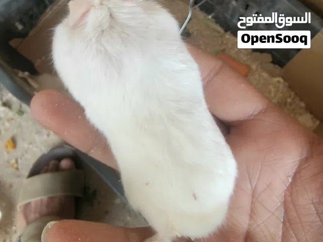 بسم الله الرحمن الرحيم  متوفر لدينا هامسترات روسي وصيني صحه وحجم ممتاز عمر جاهز للانتاح.