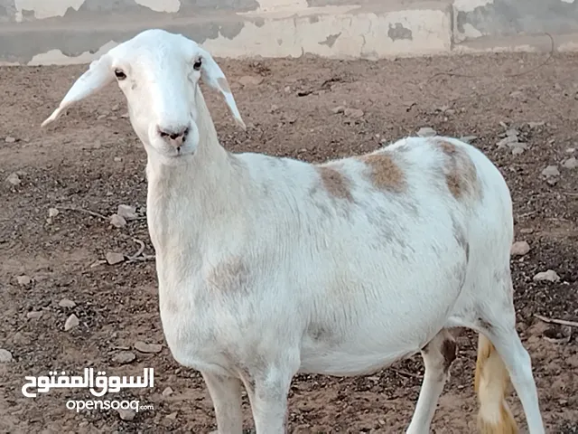 زوز نعجات خرطوميات اعشار ربي يبارك سنهم وحدة سدسة وبترقي اول جمع ووحدة جامعة جمع كبير امطيحة مكانهم