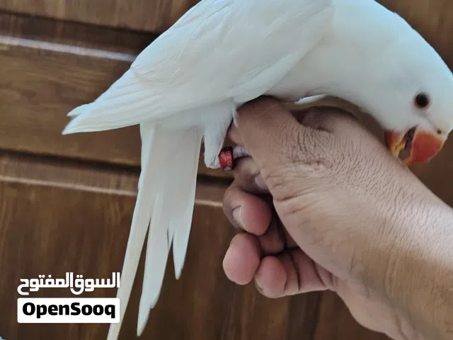 ببغاء درة البينو عين حمرة حجم جامبو  ببغاء درة لاتينو عين حمرة حجم جامبو