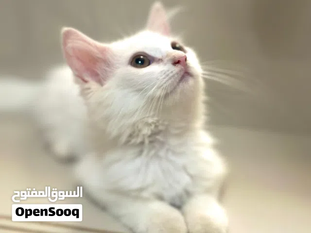 للبيع قطه انثى شيرازي