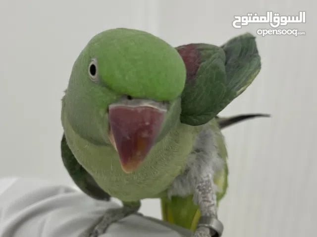 ببغاء نيبالي