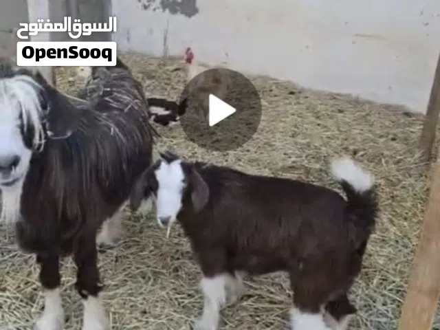 شاه لبيع مع بنتها