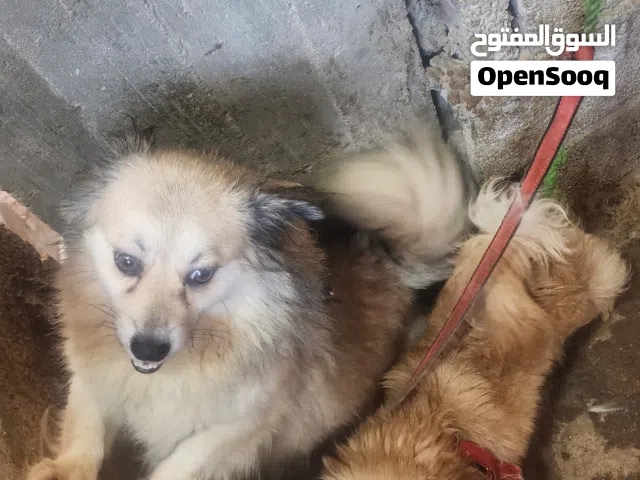 كلاب شيواوه
