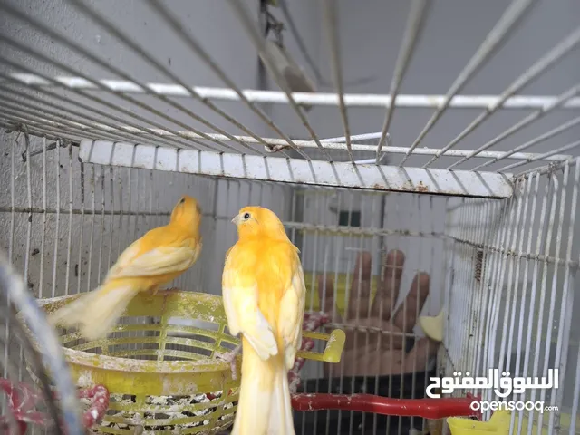 انثايتين كنار جاهزات حبات ناعمه