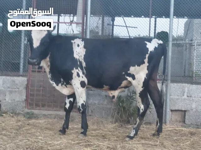 ثيران تهجين عمانية وهولندية إنتاج المزرعة تارسات لحم